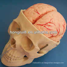 Modelo de cráneo ISO con 8 partes de arteria cerebral, modelo de cráneo Anatomía